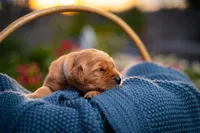 Mr Grey, a male Golden Retriever for sale in Austin, TX – 1 of 3