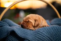Mr Blue, a male Golden Retriever for sale in Austin, TX – 3 of 5