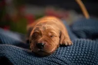 Mr Blue, a male Golden Retriever for sale in Austin, TX – 5 of 5