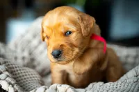 Ms Red, a female Golden Retriever for sale in Austin, TX – 1 of 7