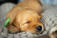 Mr Green, a male Golden Retriever for sale in Austin, TX – 7 of 9