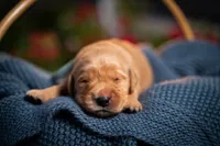 Mr Light Blue, a male Golden Retriever for sale in Austin, TX – 2 of 3