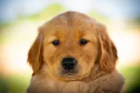 Ms Purple, a female Golden Retriever for sale in Llano, TX – 1 of 6