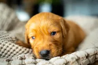 Mr Grey, a male Golden Retriever for sale in Austin, TX – 9 of 10