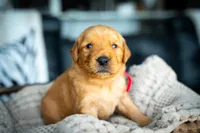 Ms Red, a female Golden Retriever for sale in Austin, TX – 4 of 7
