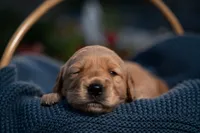 Ms Purple, a female Golden Retriever for sale in Austin, TX – 3 of 3