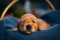 Ms Purple, a female Golden Retriever for sale in Austin, TX – 5 of 7