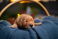 Mr Yellow, a male Golden Retriever for sale in Austin, TX – 2 of 2