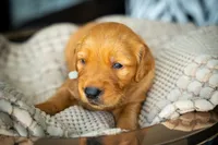 Mr Grey, a male Golden Retriever for sale in Austin, TX – 3 of 10