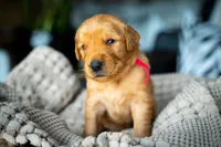 Ms Red, a female Golden Retriever for sale in Austin, TX – 7 of 7