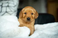 Ms Red, a female Golden Retriever for sale in Llano, TX – 1 of 8