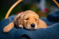 Ms Dark Brown, a female Golden Retriever for sale in Austin, TX – 5 of 5