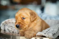 Mr Blue, a male Golden Retriever for sale in Austin, TX – 9 of 10