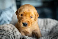 Mr Blue, a male Golden Retriever for sale in Austin, TX – 10 of 10