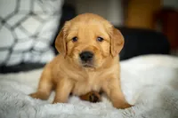 Mr Yellow, a male Golden Retriever for sale in Llano, TX – 3 of 9
