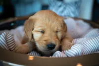 Ms Pink, a female Golden Retriever for sale in Austin, TX – 2 of 6
