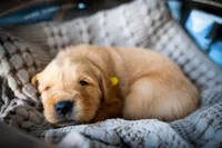 Mr Yellow, a male Golden Retriever for sale in Austin, TX – 3 of 6