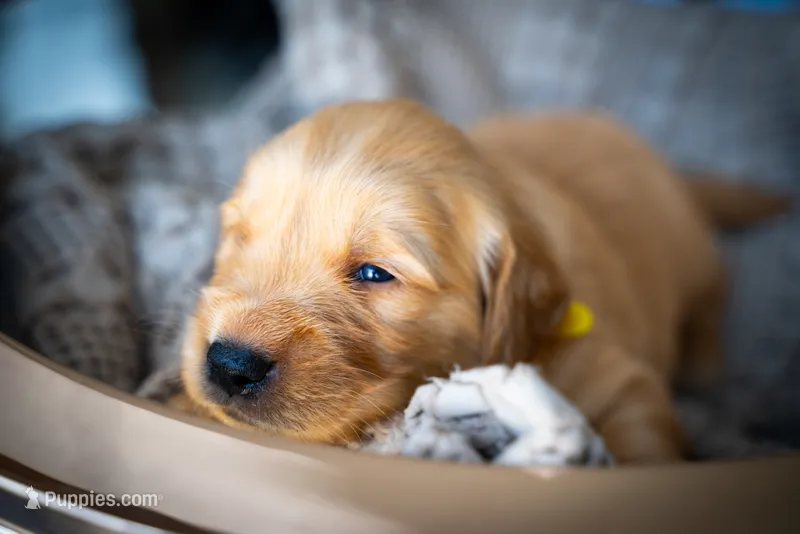 Mr Yellow – Golden Retriever puppy for sale in Austin, TX