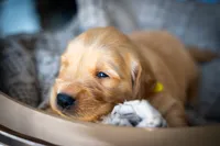 Mr Yellow, a male Golden Retriever for sale in Austin, TX – 1 of 6
