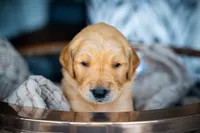 Mr Orange, a male Golden Retriever for sale in Austin, TX – 7 of 7