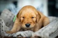 Mr Green, a male Golden Retriever for sale in Austin, TX – 9 of 9