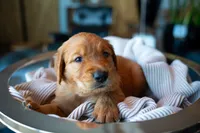 Mr Light Brown, a male Golden Retriever for sale in Austin, TX – 4 of 5