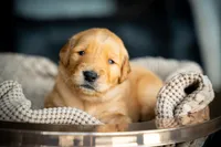 Mr Light Blue, a male Golden Retriever for sale in Austin, TX – 3 of 5