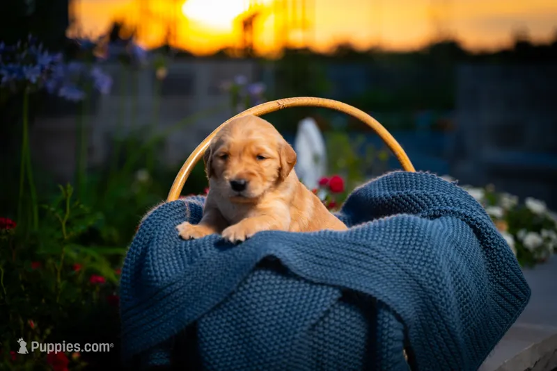 Ms Dark Brown – Golden Retriever puppy for sale in Austin, TX