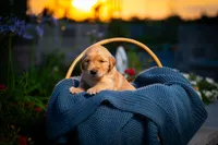 Ms Dark Brown, a female Golden Retriever for sale in Austin, TX – 3 of 5