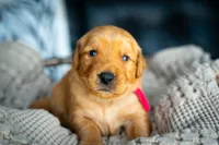 Ms Red, a female Golden Retriever for sale in Austin, TX – 3 of 7