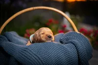 Mr Light Blue, a male Golden Retriever for sale in Austin, TX – 3 of 3