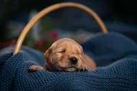 Ms Pink, a female Golden Retriever for sale in Austin, TX – 2 of 3
