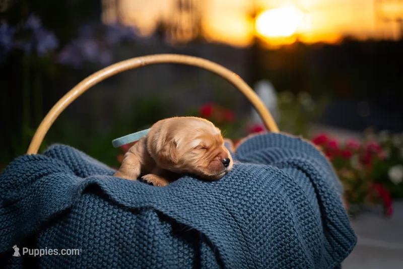 Mr Light Blue – Golden Retriever puppy for sale in Austin, TX