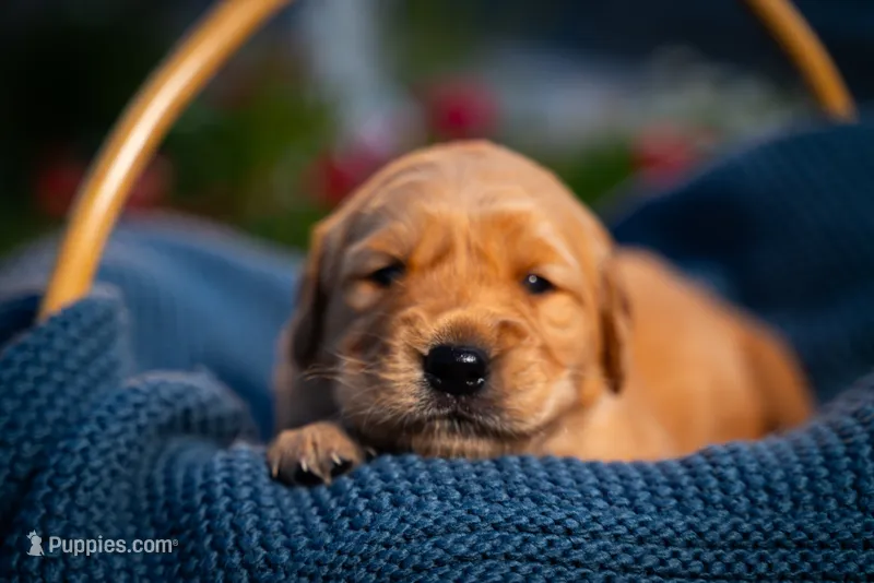 Ms Purple – Golden Retriever puppy for sale in Austin, TX