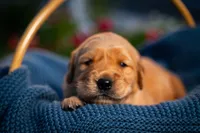 Ms Purple, a female Golden Retriever for sale in Austin, TX – 6 of 7