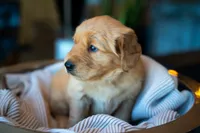Ms Purple, a female Golden Retriever for sale in Austin, TX – 4 of 7
