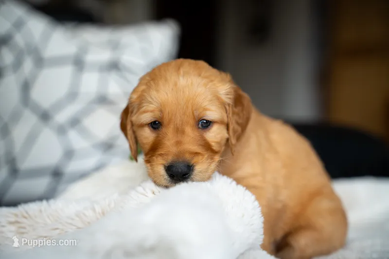Mr Green – Golden Retriever puppy for sale in Austin, TX