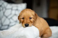 Mr Green, a male Golden Retriever for sale in Llano, TX – 1 of 7