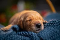 Mr Orange, a male Golden Retriever for sale in Austin, TX – 2 of 2