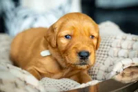 Mr Grey, a male Golden Retriever for sale in Austin, TX – 7 of 10