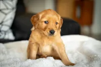 Ms White, a female Golden Retriever for sale in Llano, TX – 2 of 6