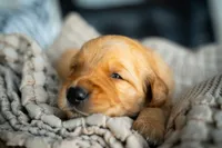 Mr Green, a male Golden Retriever for sale in Austin, TX – 8 of 9