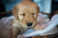 Ms Pink, a female Golden Retriever for sale in Austin, TX – 4 of 6