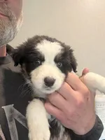 Aegon, a male Australian Shepherd for sale in Pine Bluff, AR – Photo 5 of 6