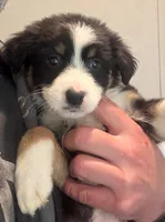 Aegon, a male Australian Shepherd for sale in Pine Bluff, AR – Photo 2 of 6