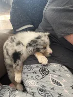 Aegon, a male Australian Shepherd for sale in Pine Bluff, AR – Photo 6 of 6