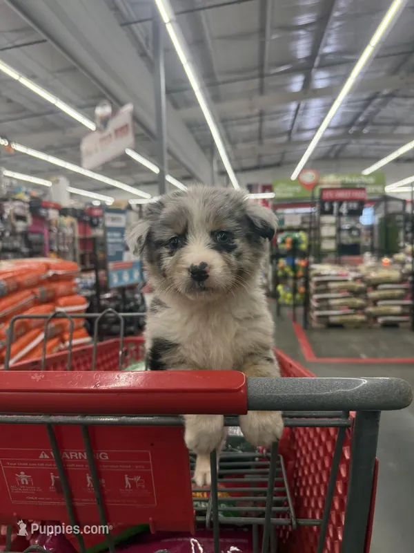 Aegon – Australian Shepherd puppy for sale in Pine Bluff, AR