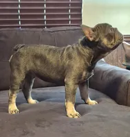 Debow AKC Big Rope Fluffy Carrier, a male French Bulldog for sale in Houston, TX – 3 of 10