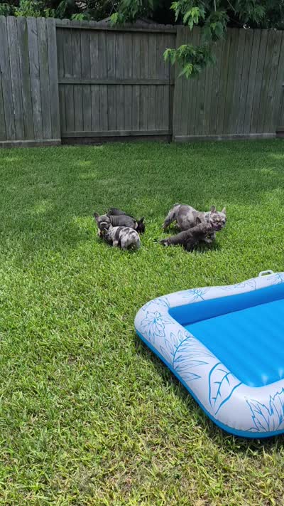 Debow Big Rope Fluffy Carrier, a male French Bulldog for sale in Houston, TX – 7 of 8