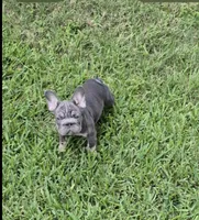Debow Big Rope Fluffy Carrier, a male French Bulldog for sale in Houston, TX – 4 of 8